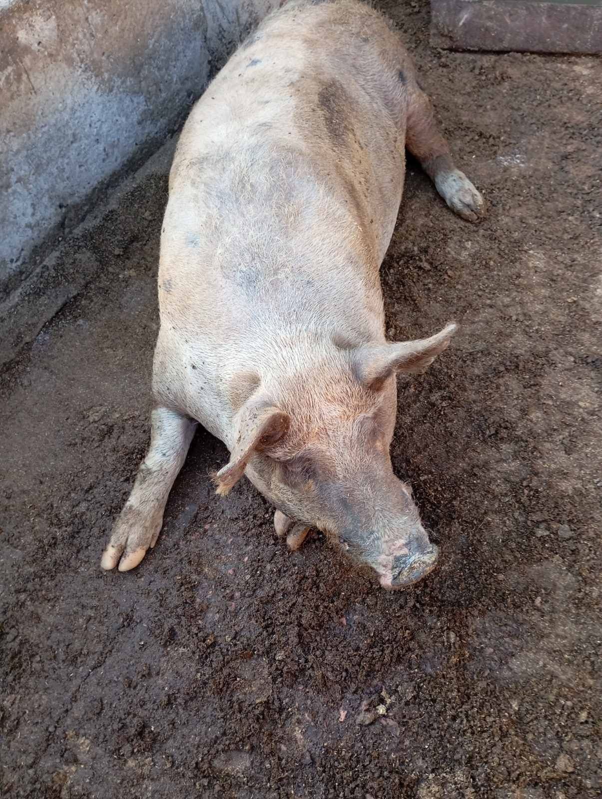 Продам хряка для разведения