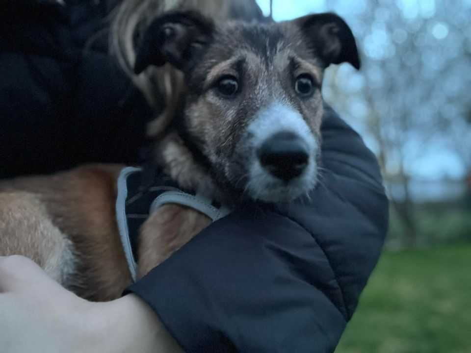 4/5 miesięczny szczeniak do adopcji