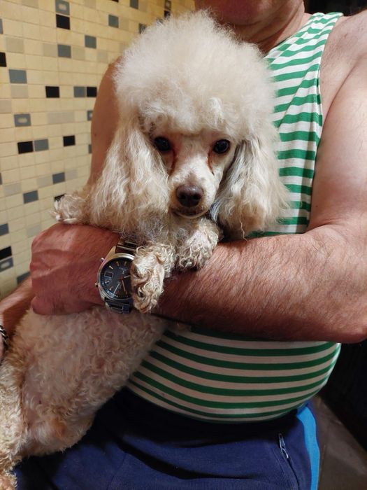 Цуценята той-пудель