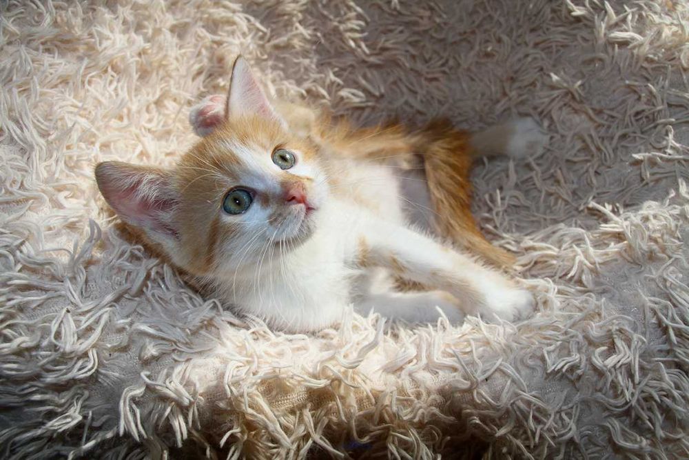 Кошеня, маленький котик, янголятко Абрикос додому!!!