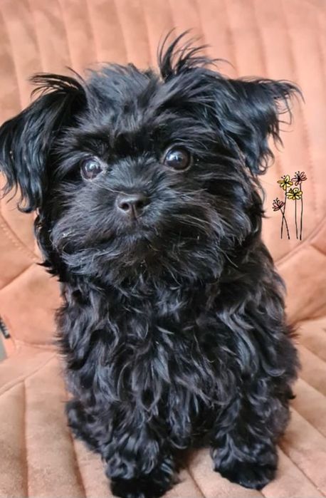 Мальчики мальтипу. Милашки в черном окрасе.