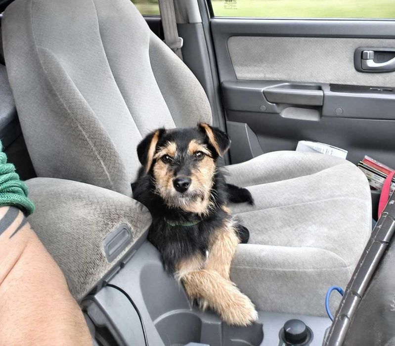 Psie dziecko z cmentarza szuka domu