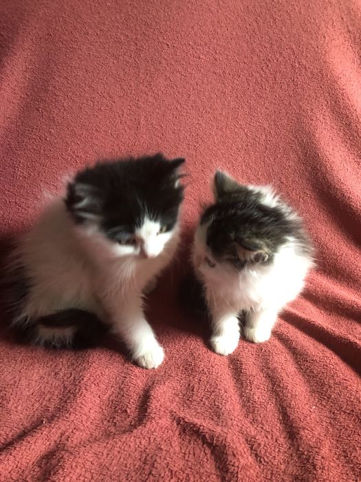 Віддам безкоштовно чарівних кошенят в добрі руки