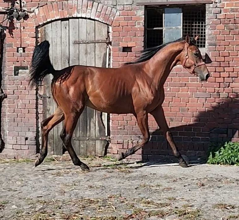 Sprzedam 1.5 roku ogierka
