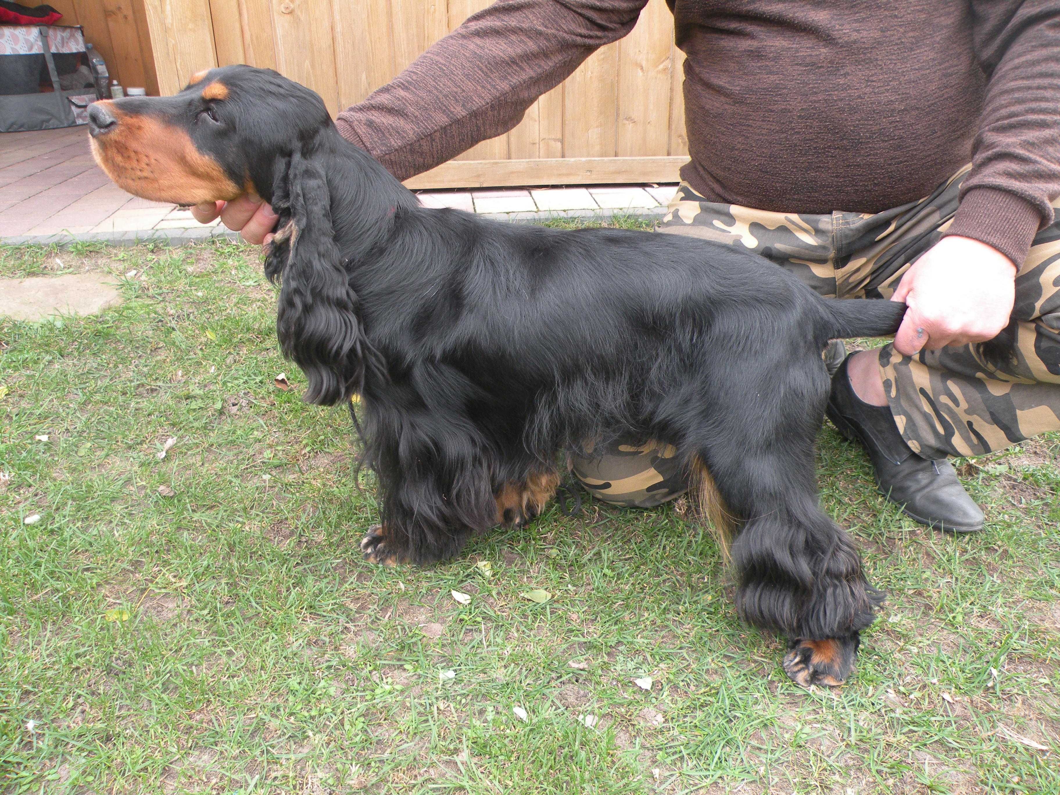 cocker spaniel angielski