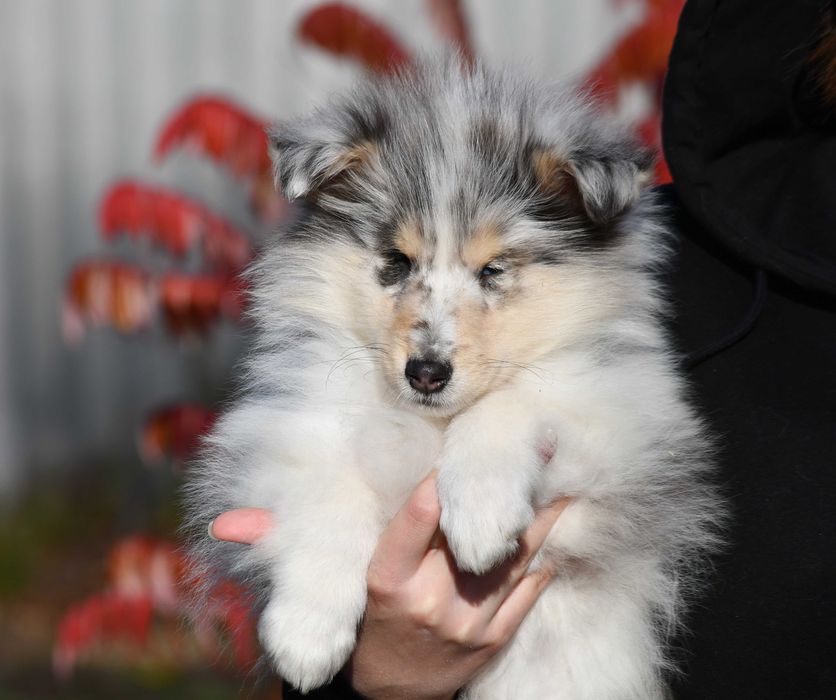 Хлопчик коллі мрамор