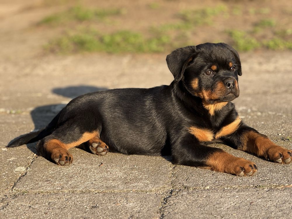 Rottweiler - Zapowiedź miotu - Rottweiler