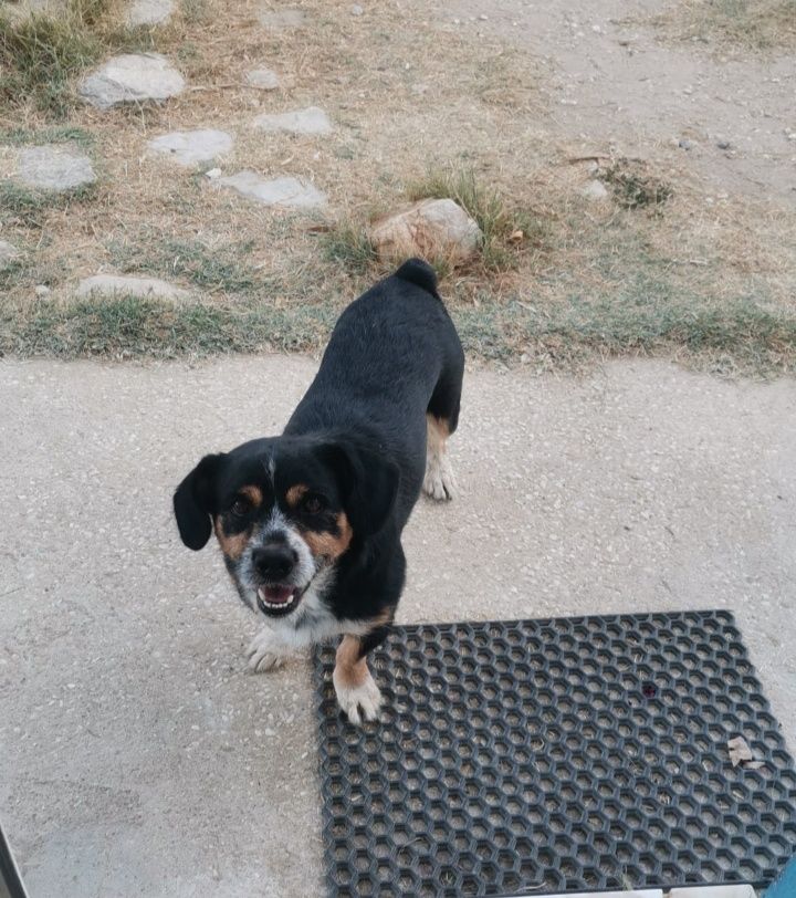 Macho porte pequeno
