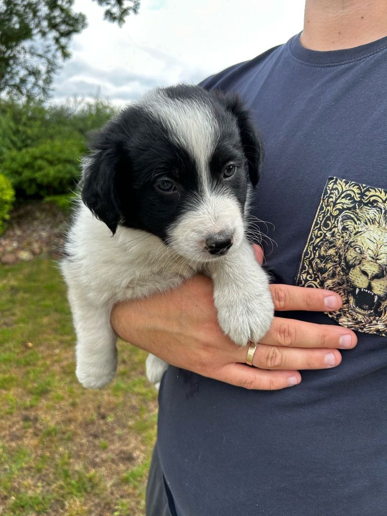 Piesek szczeniak Border Collie czarno biały
