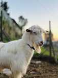 Casal de cabras raça grande