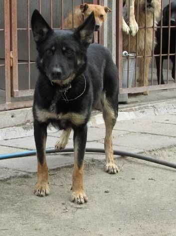 Pies do adopcji / Daj Iris dom