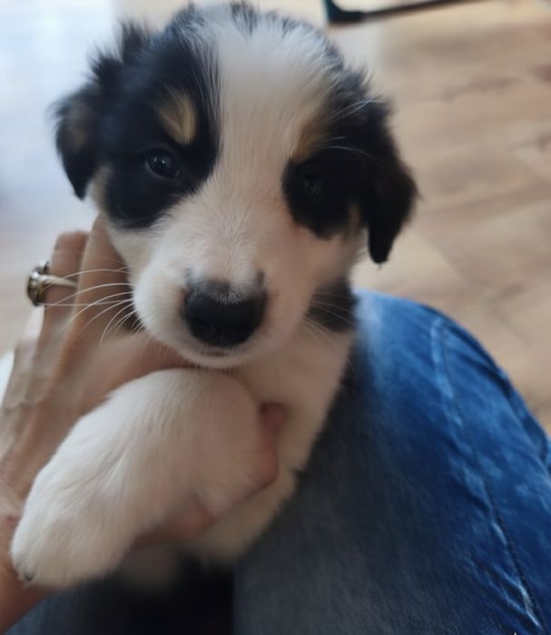 Szczeniak border collie gotowy do odbioru