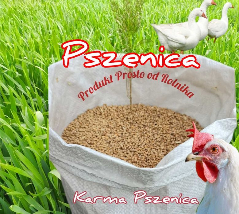 Pszenica Pakowana w worki 25 kg wysyłamy Inpost