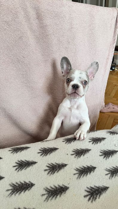 Buldog francuski szczeniak