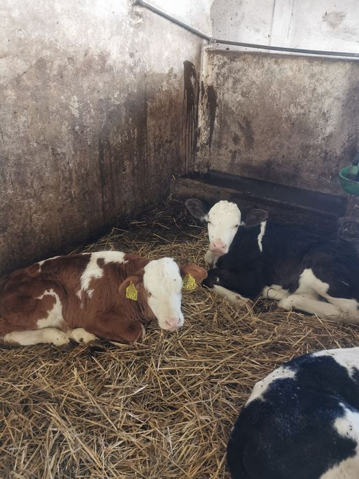 Jałóweczki mięsne kolorowe limusen simental 3-4 tygodnie