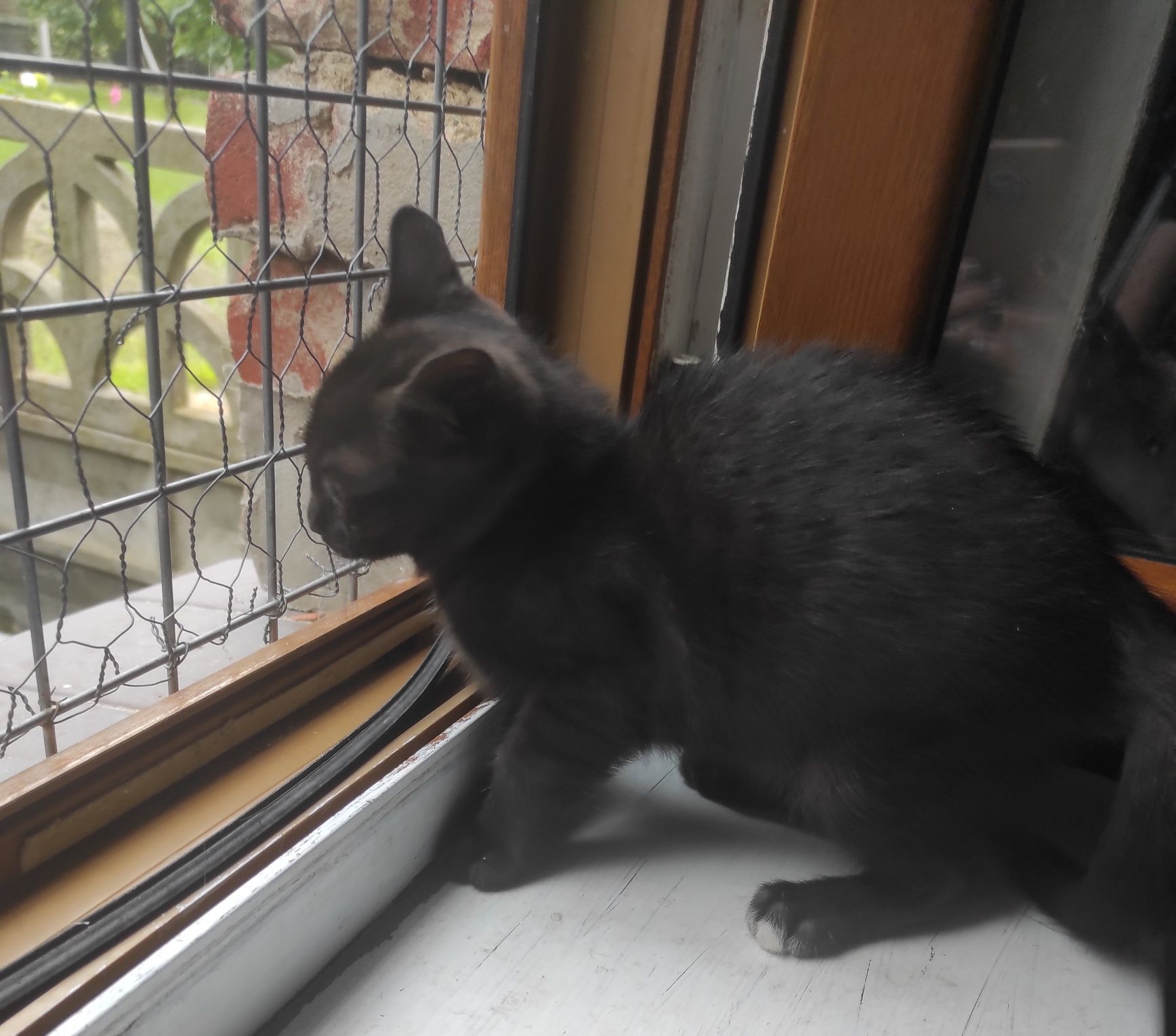 Do adopcji 9 miesięczne kociaki.