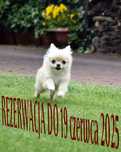 Chihuahua długowłosy suczka kremowa