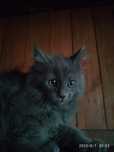 Ruda kocurek Maine Coon