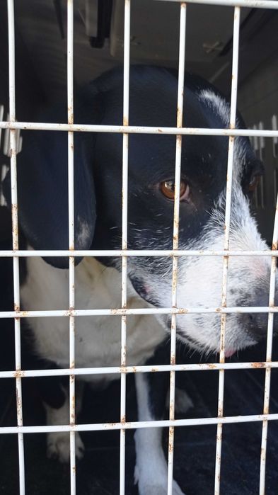 Pacífico muito fofo e abandonado