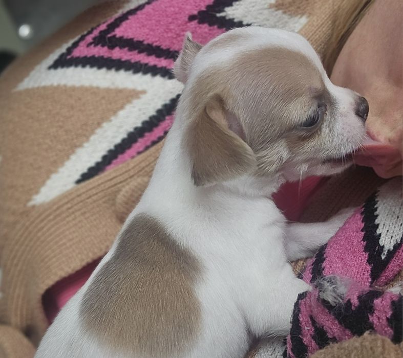 Chihuahua piesek krótkowłosy chłopiec biały z liliowymi znaczeniami