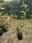 Photinias para venda