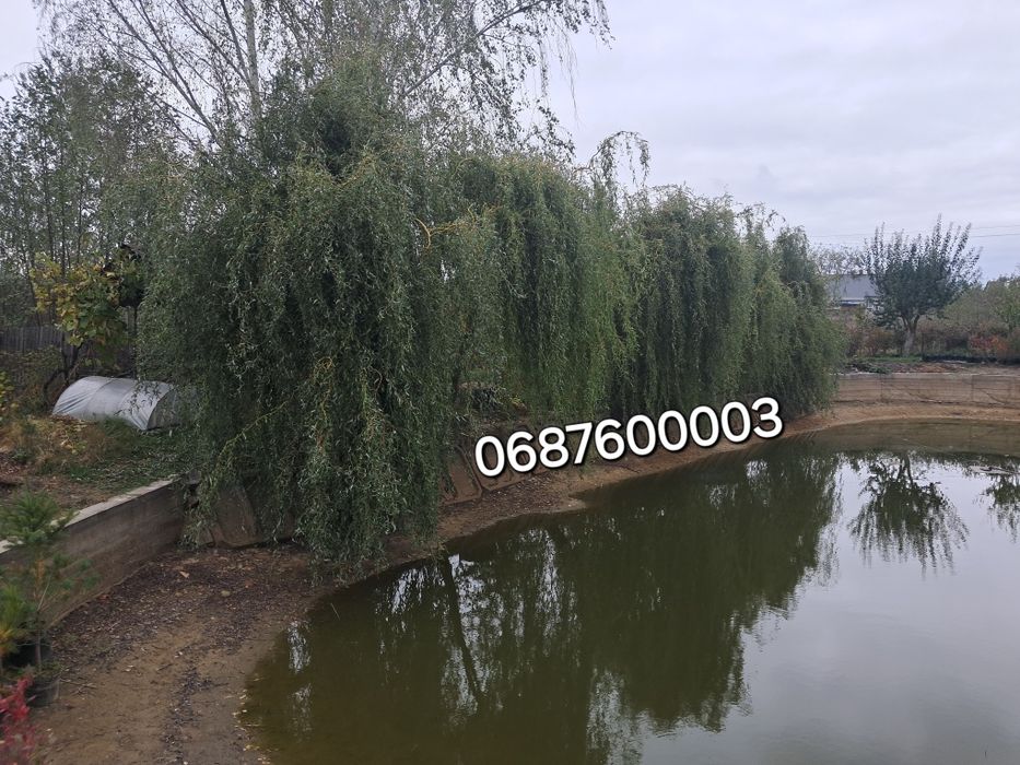 Верба Матсудана 2р