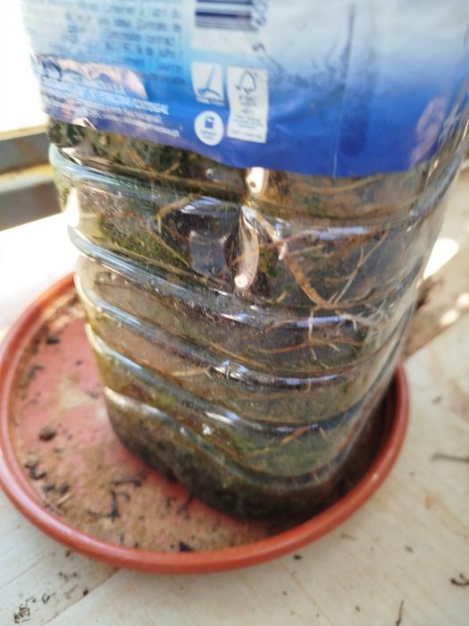 Vendo figueira em 5 l vaso