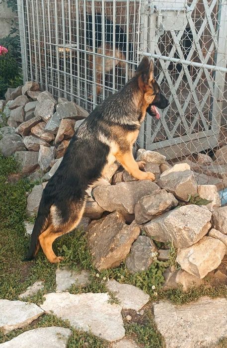 Подрощенные щенки немецкой овчарки