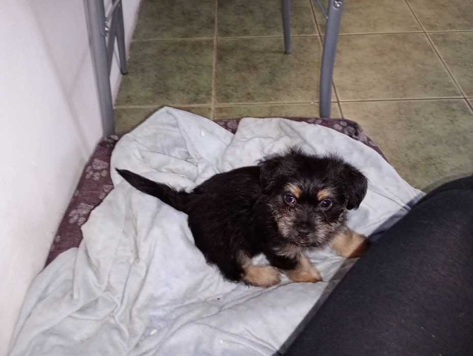 Oddam Pieski zapraszam