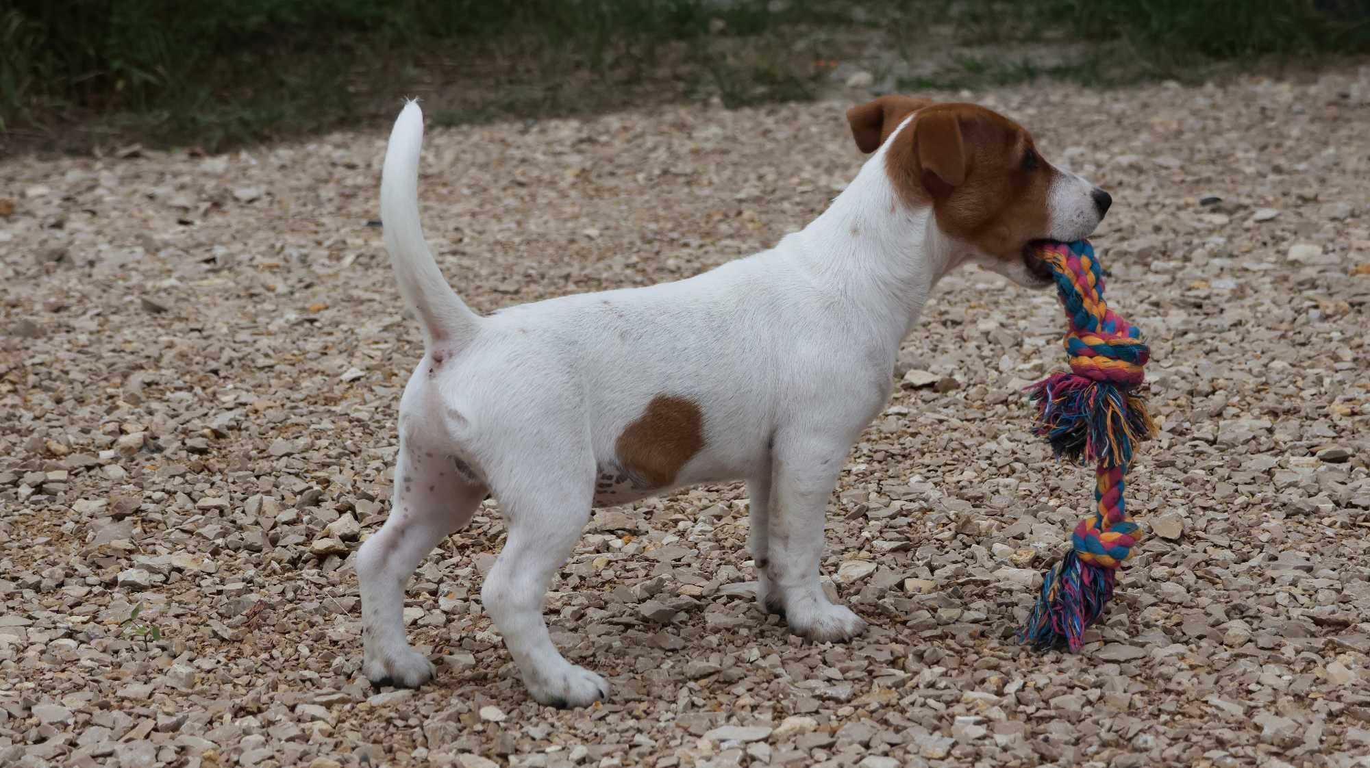 Piesek MAX Jack Russell Terrier / BREFIO-/badania genetyczne