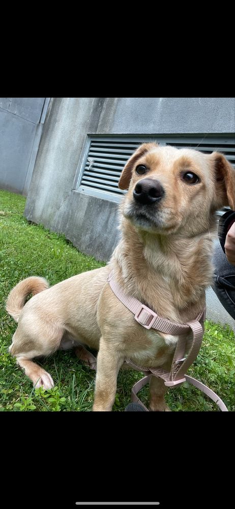 URGENTE! Cadela para adoçao responsável