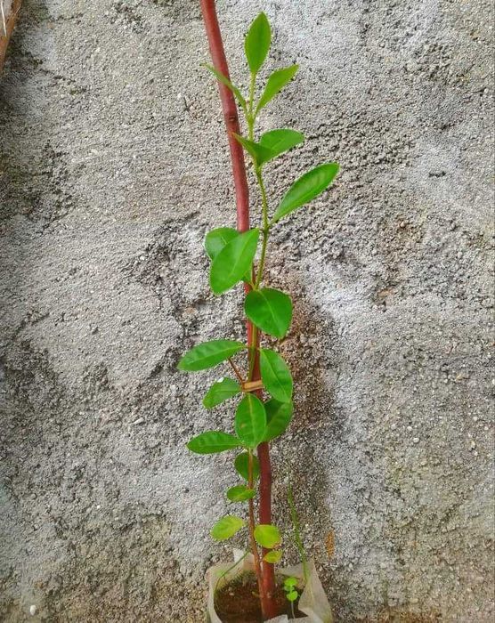 Araça amarelo (planta)