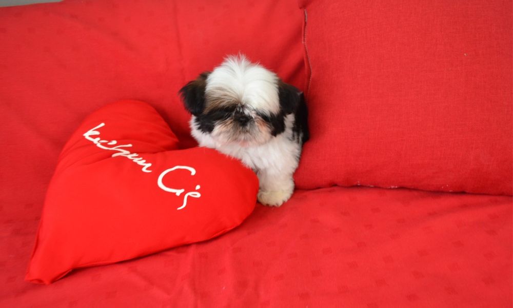 Śliczny miniaturowy piesek Shih tzu