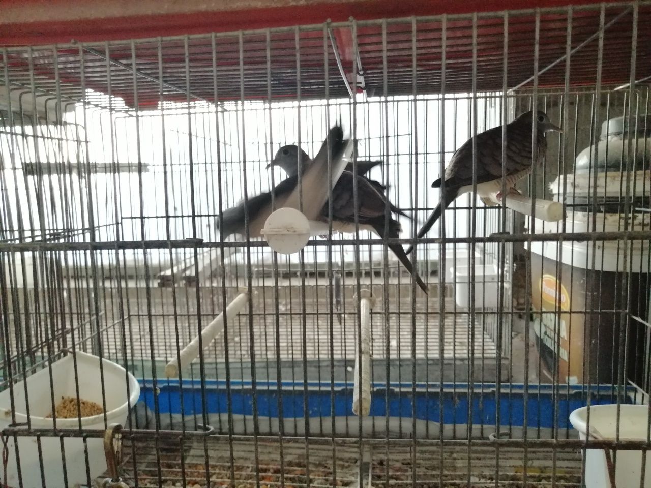 Casais de Rola Zebra