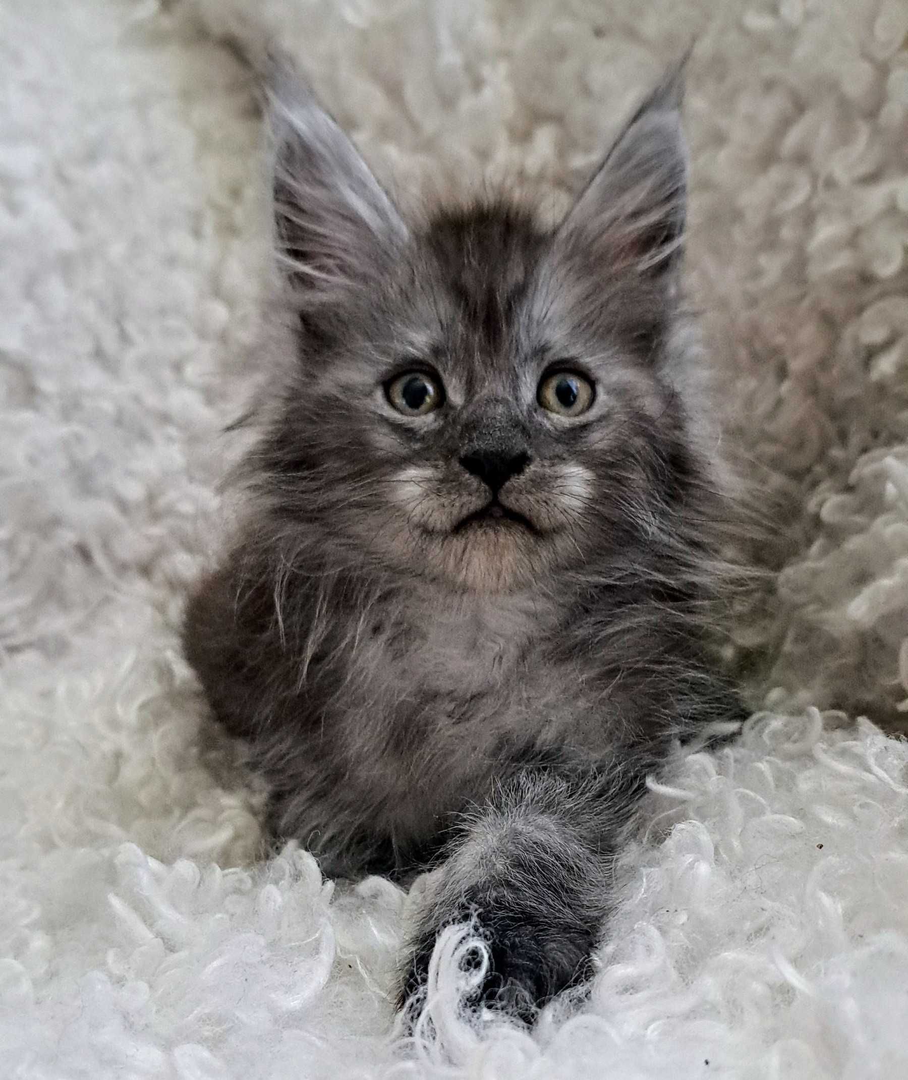 Doskonały ns Maine Coon