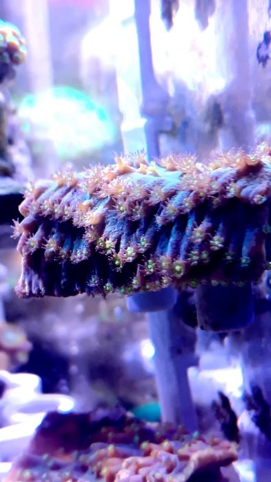 Koralowce miękkie LPS SPS zamiana