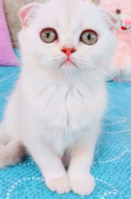 Красунечка зеленоока дівчинка шотландочка