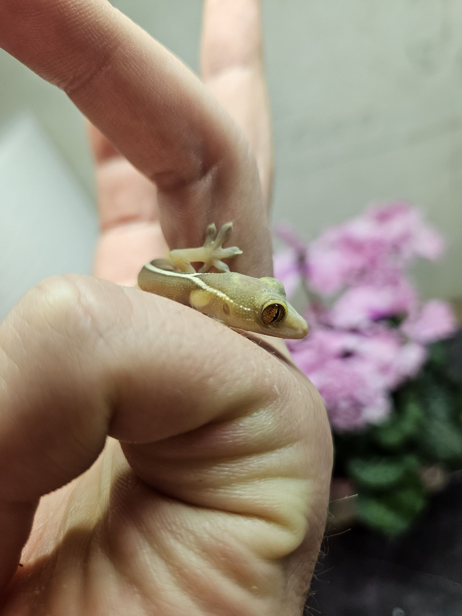 Gekon czekoladowy - gekko vittatus. Maluchy