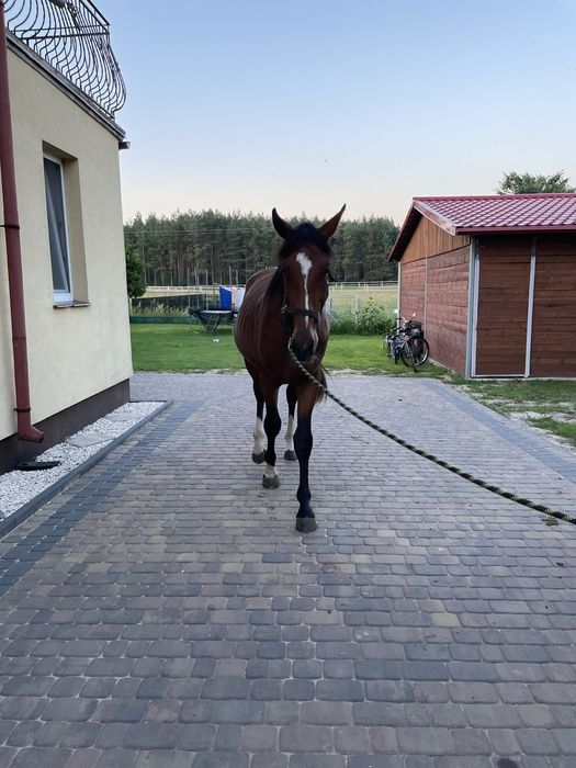 Ogierek w trzecim roku