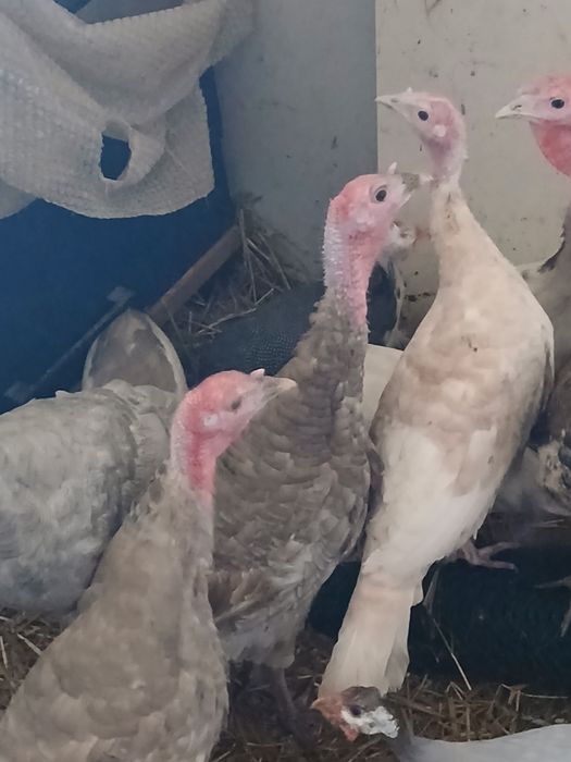 Perliczki,indyki,kogut,gęsi lamdes,sewastopolskie