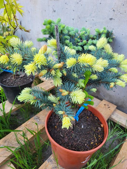 Туя Смарагд.Ялівець БлюАроу.Кора Соснова,Магнолії,Ялинки, Сосни,Піхти.