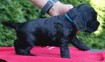 Cocker Spaniel Angielski - rodowód ZKwp -czarny piesek