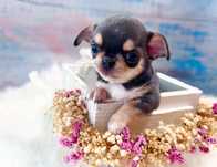 ***Niebieski cudny chłopczyk chihuahua***