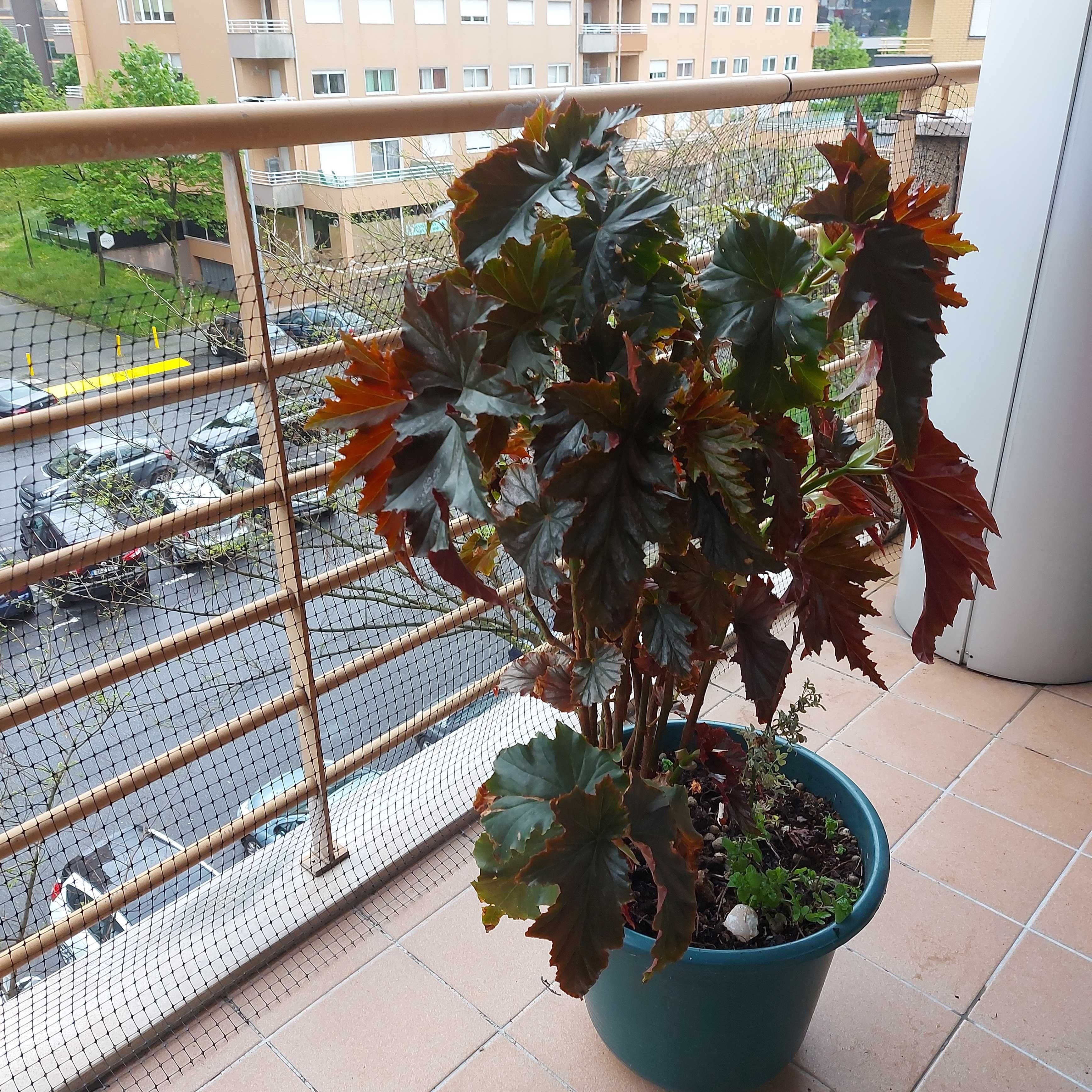 Vendo planta begonia