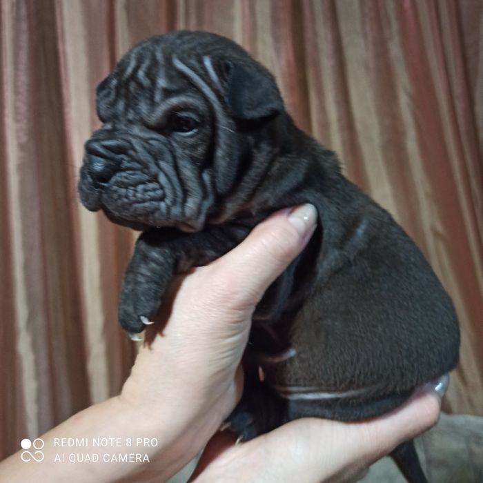 Мини девочка шарпей минипей