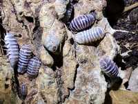 Armadillidium maculatum chocolate Isopody/kulanki/dla początkujących