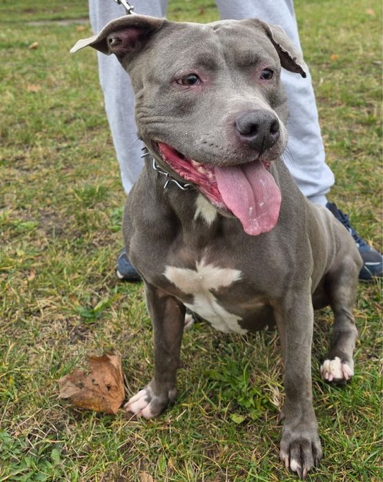 Oddam amstafa w dobre ręce