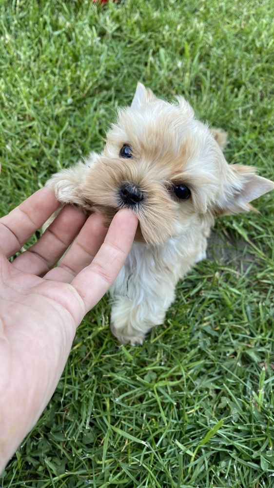 Golddust Yorkshire Terrier- malutki chlopczyk