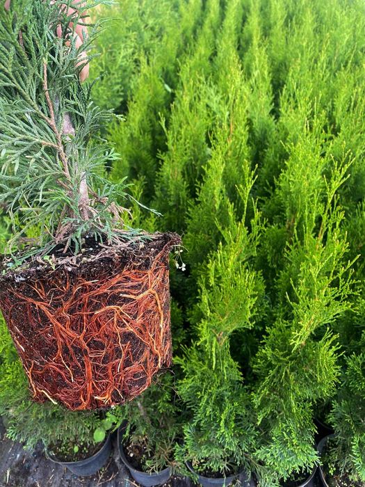 Tuja szmaragd 40/60cm danica brabant