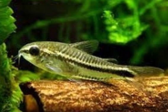 Kirysek PIGMEJ, Rybki akwariowe